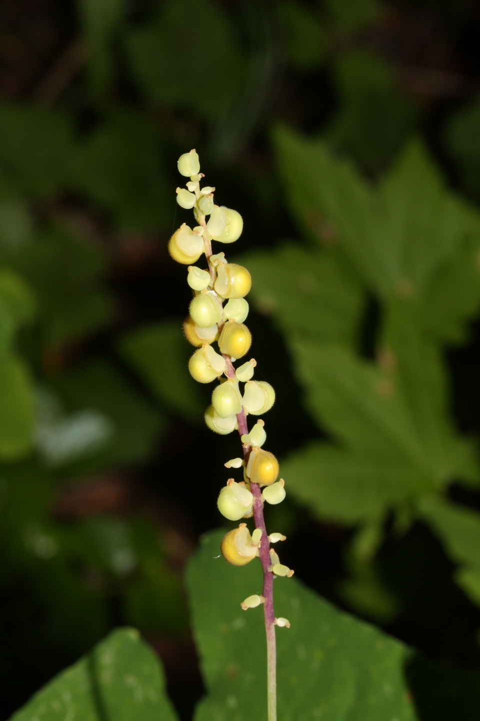 Achlys triphylla