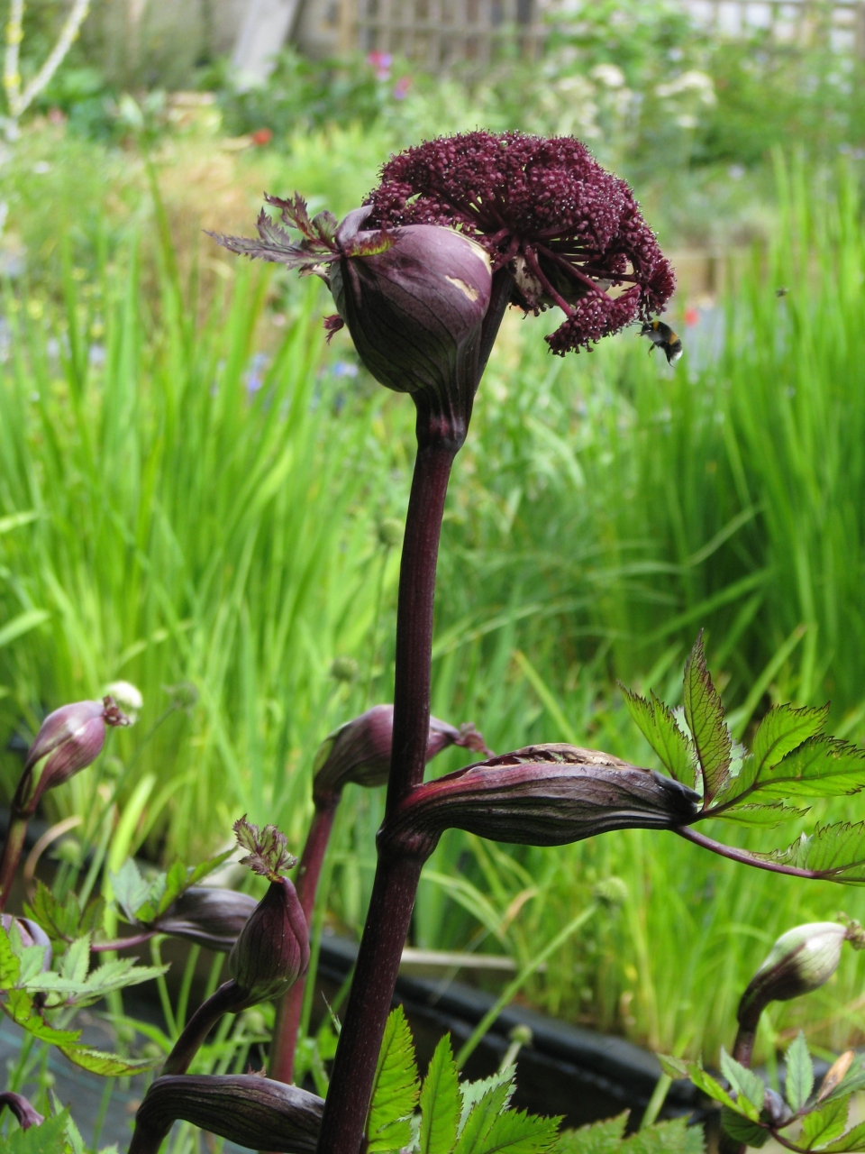 Angelica gigas