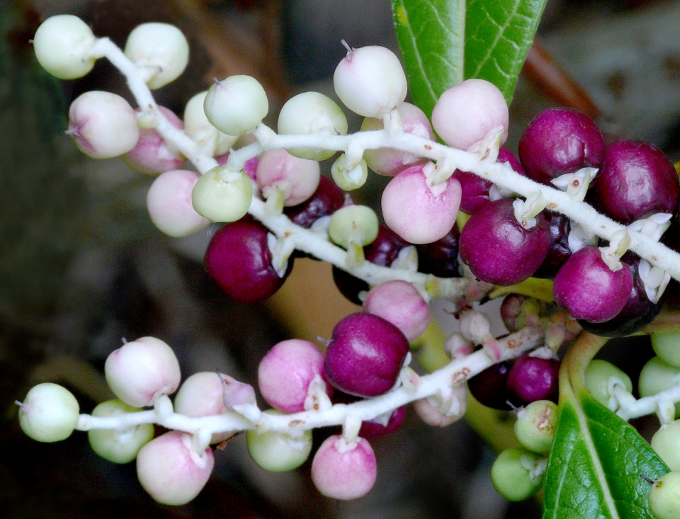 Gaultheria fragrantissima