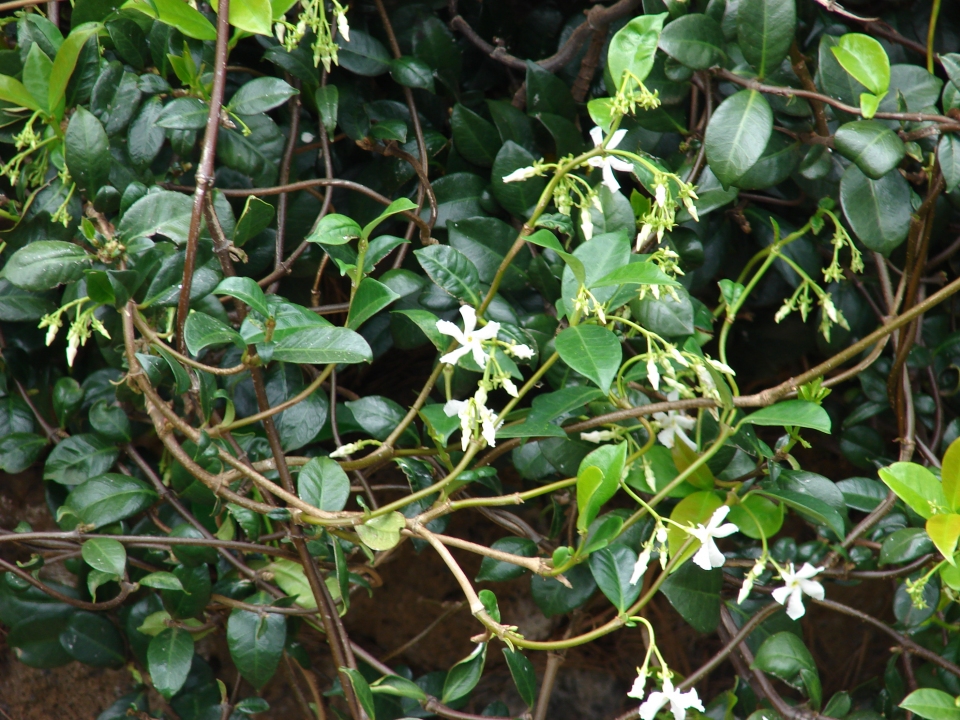 Trachelospermum jasminoides