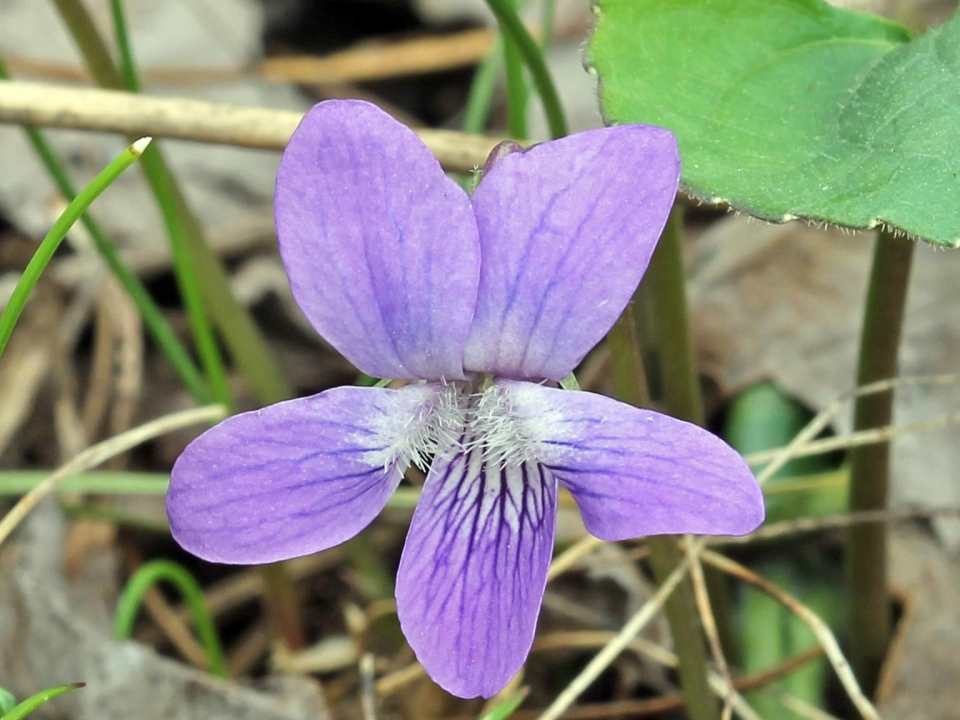 Viola sororia