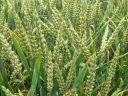 Triticum aestivum