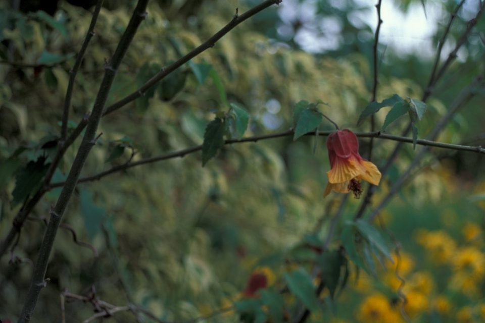 Abutilon x milleri