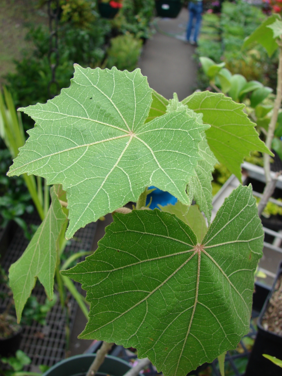 Hibiscus mutabilis