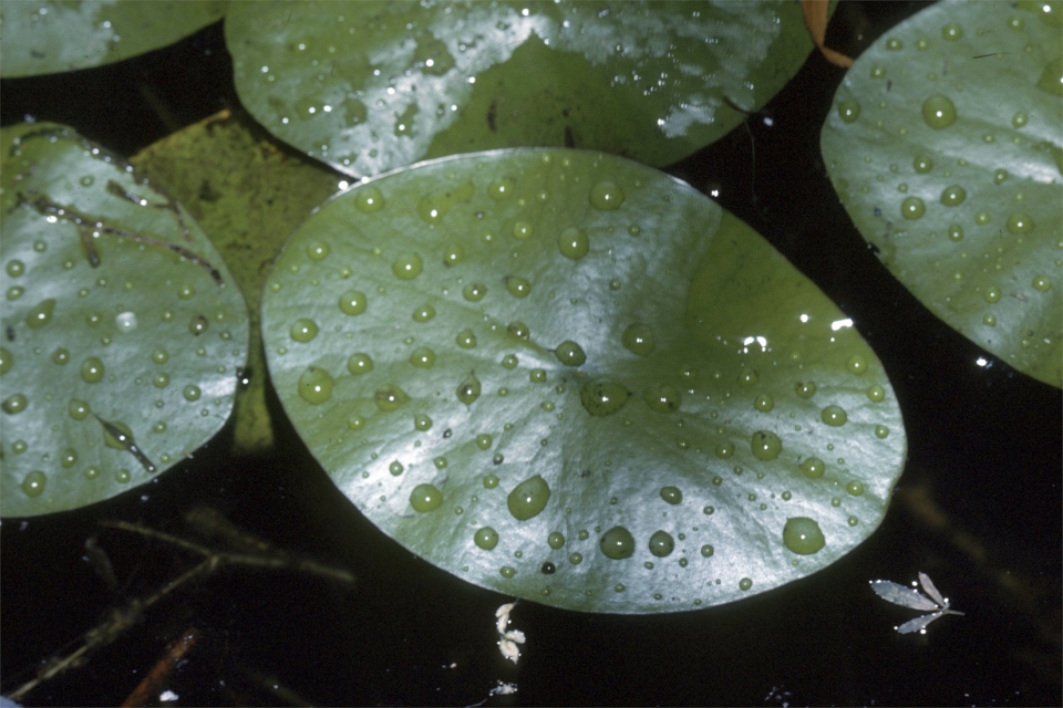 Brasenia schreberi