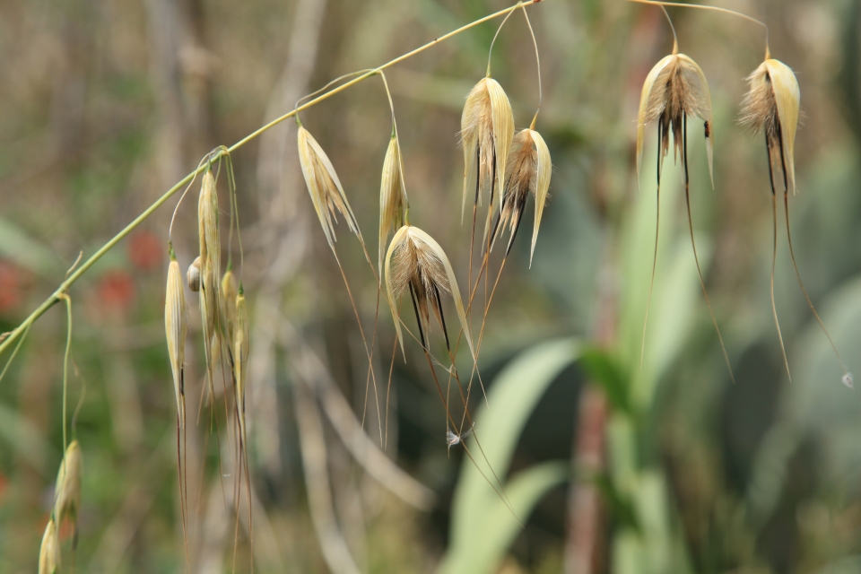 Avena sterilis