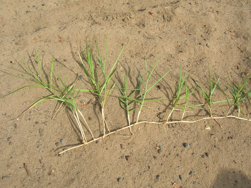 Panicum repens