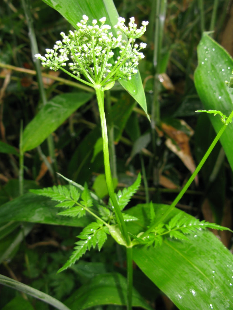 Aegopodium alpestre