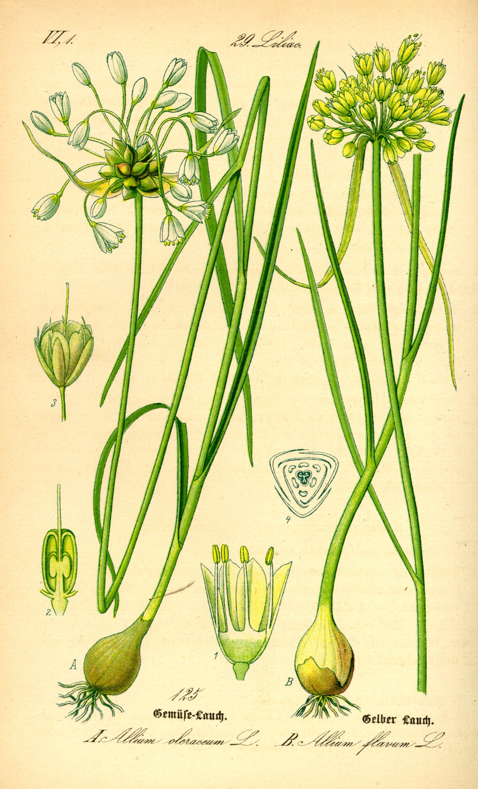 Allium flavum