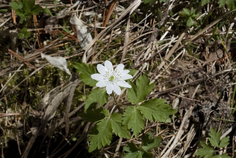 Anemone altaica