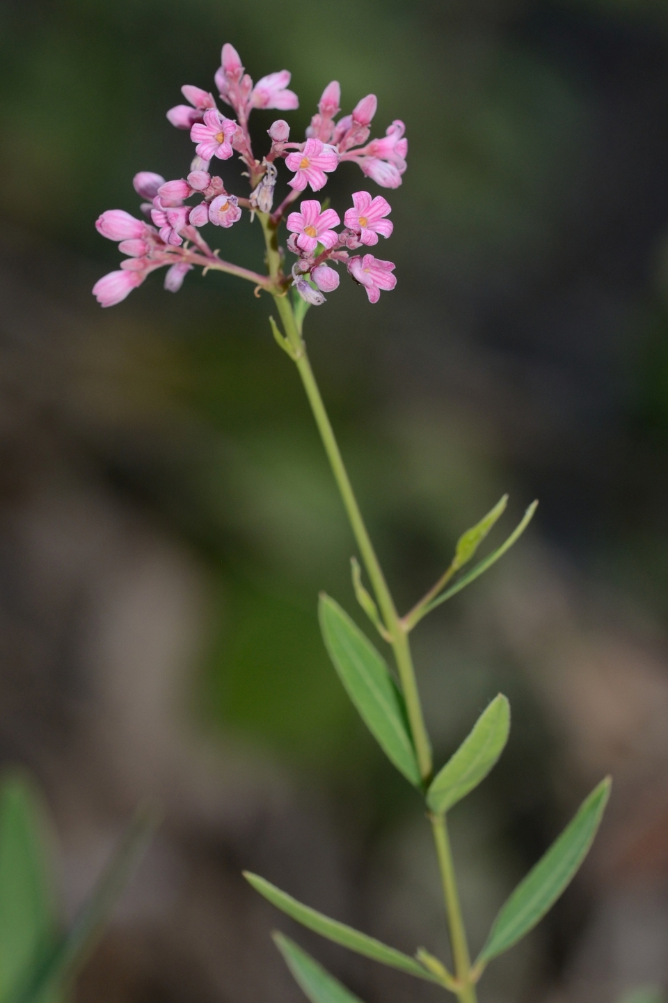 Apocynum venetum