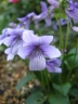 Viola prionantha