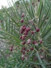 Asclepias brachystephana