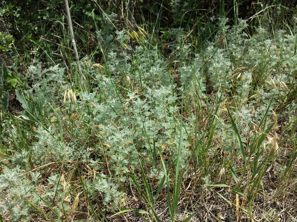 Artemisia pontica