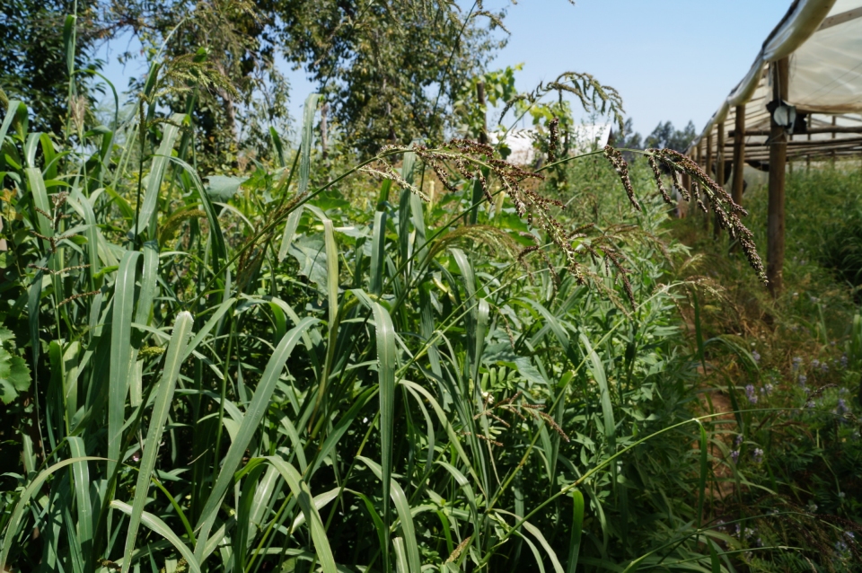 Echinochloa crus-galli