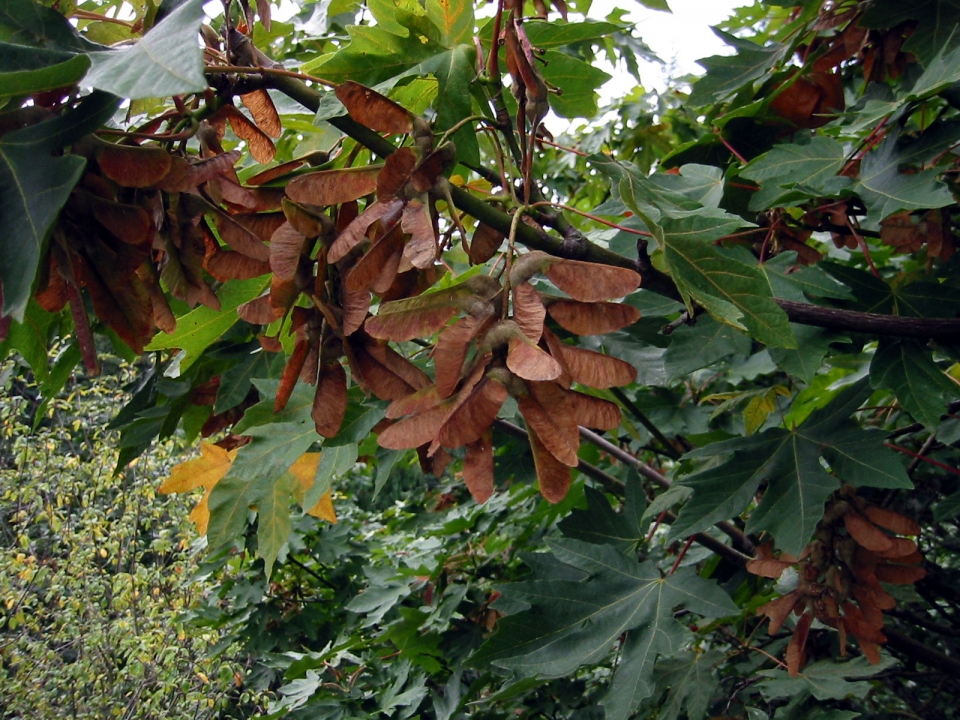 Acer macrophyllum