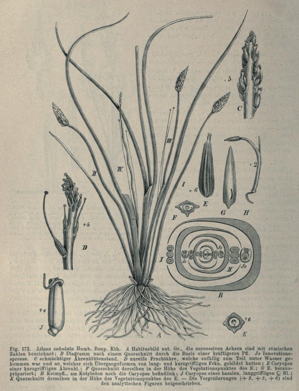 Triglochin scilloides