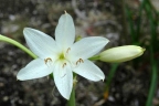 Crinum flaccidum