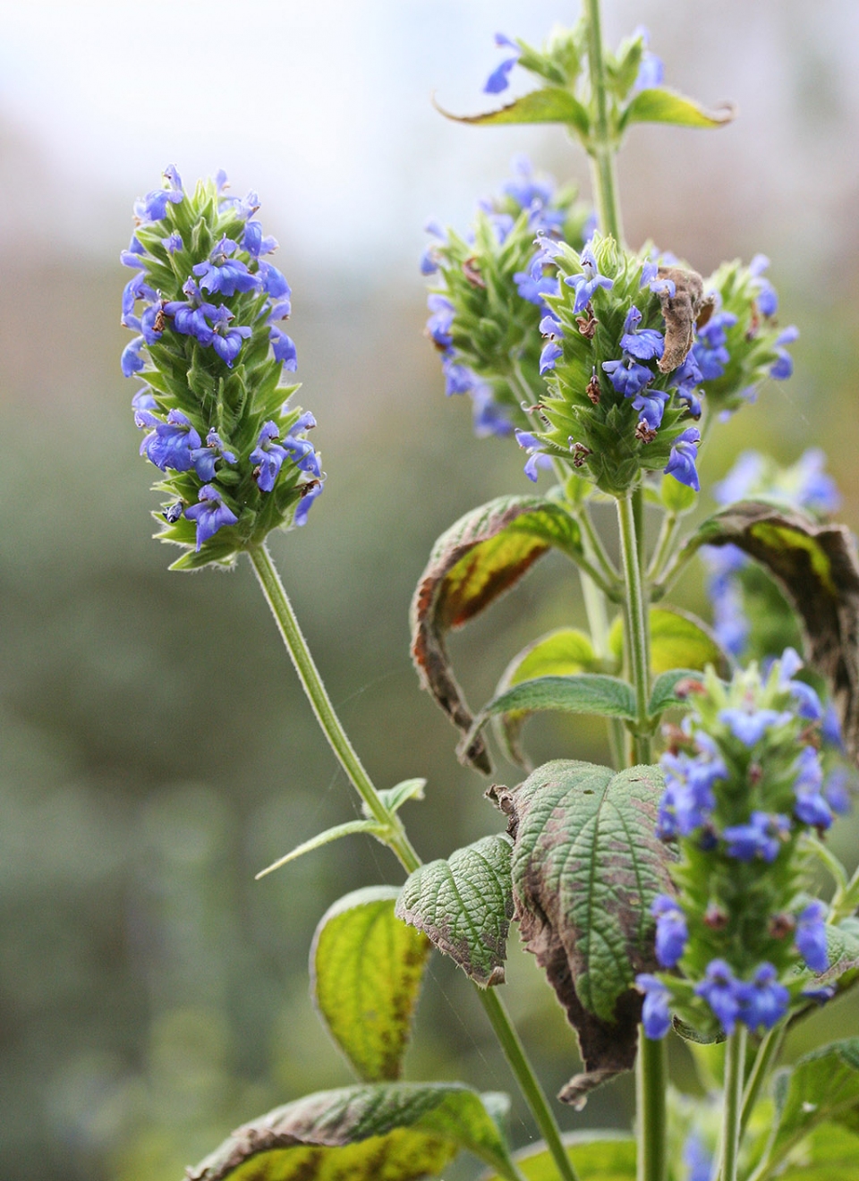 Salvia hispanica