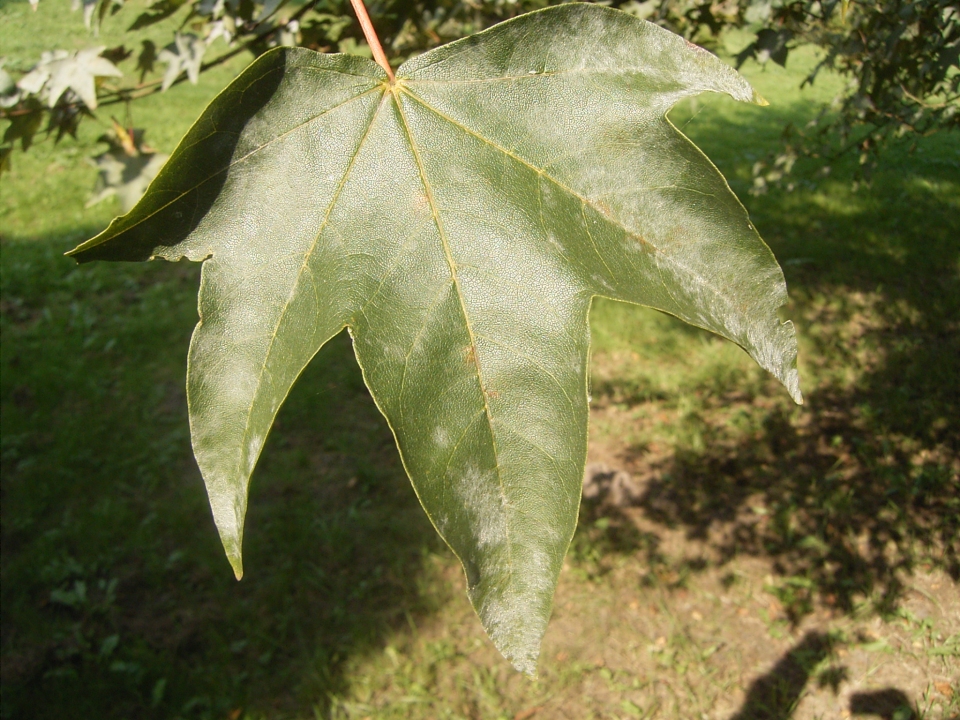 Acer pictum