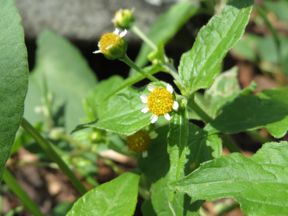 Galinsoga parviflora