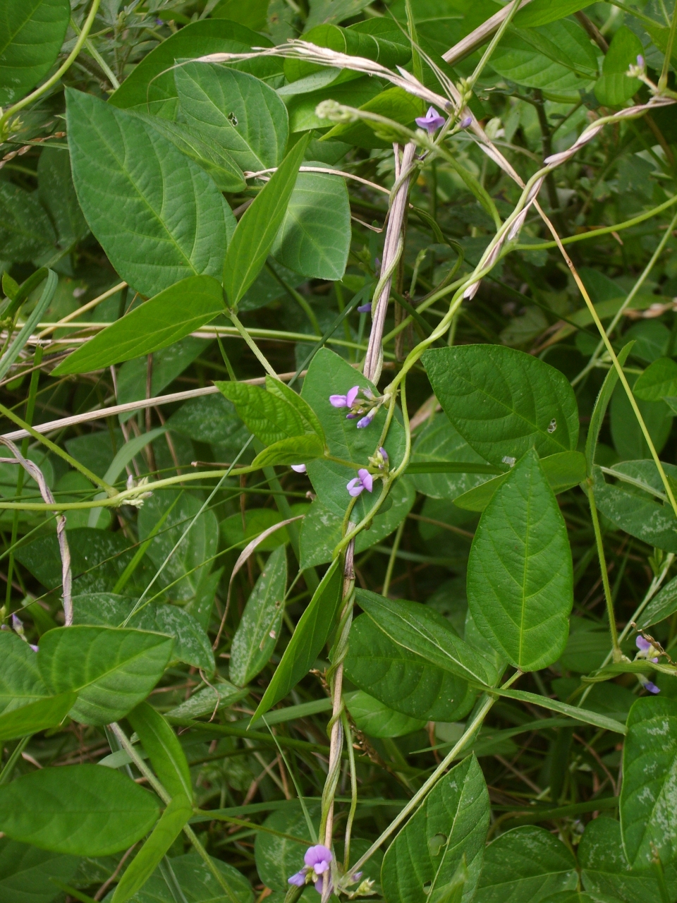 Glycine soja