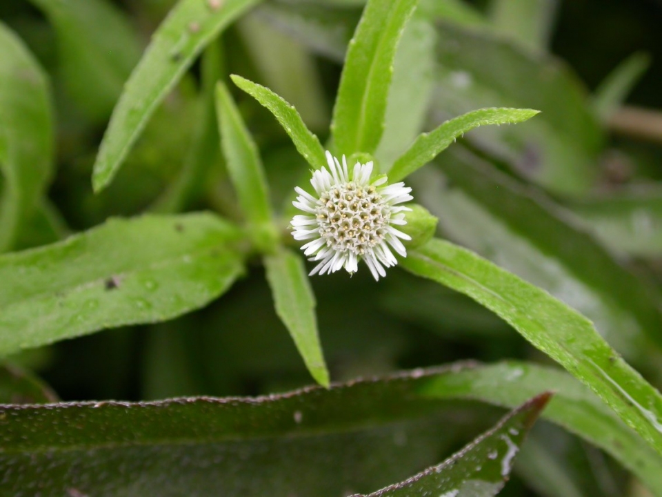 Eclipta prostrata