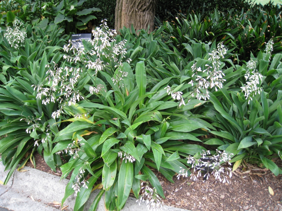 Arthropodium cirrhatum