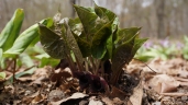 Asarum sieboldii