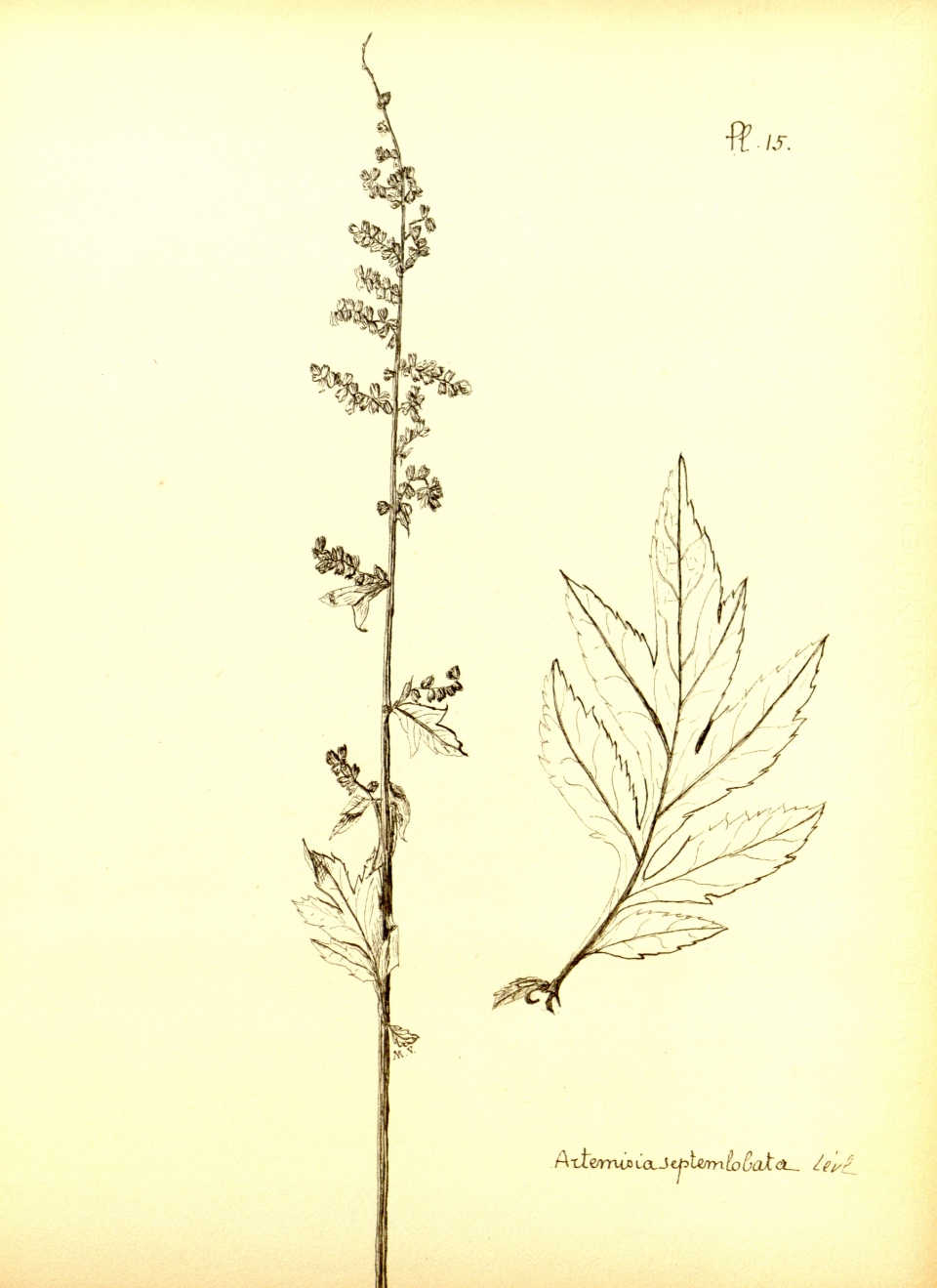 Artemisia lactiflora