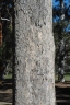 Eucalyptus bosistoana