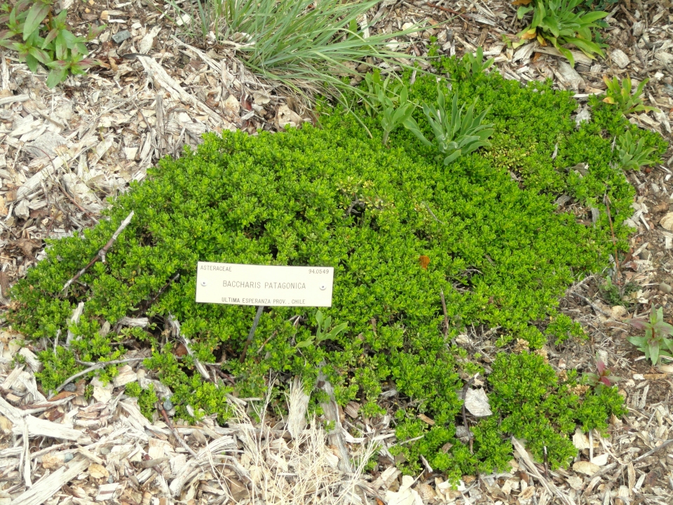 Baccharis patagonica