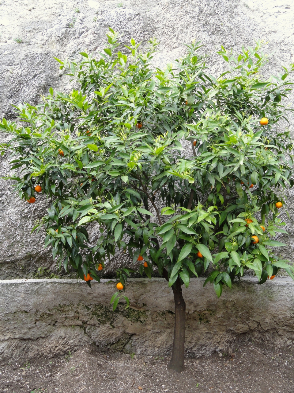 Citrus reticulata