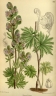 Aconitum rotundifolium