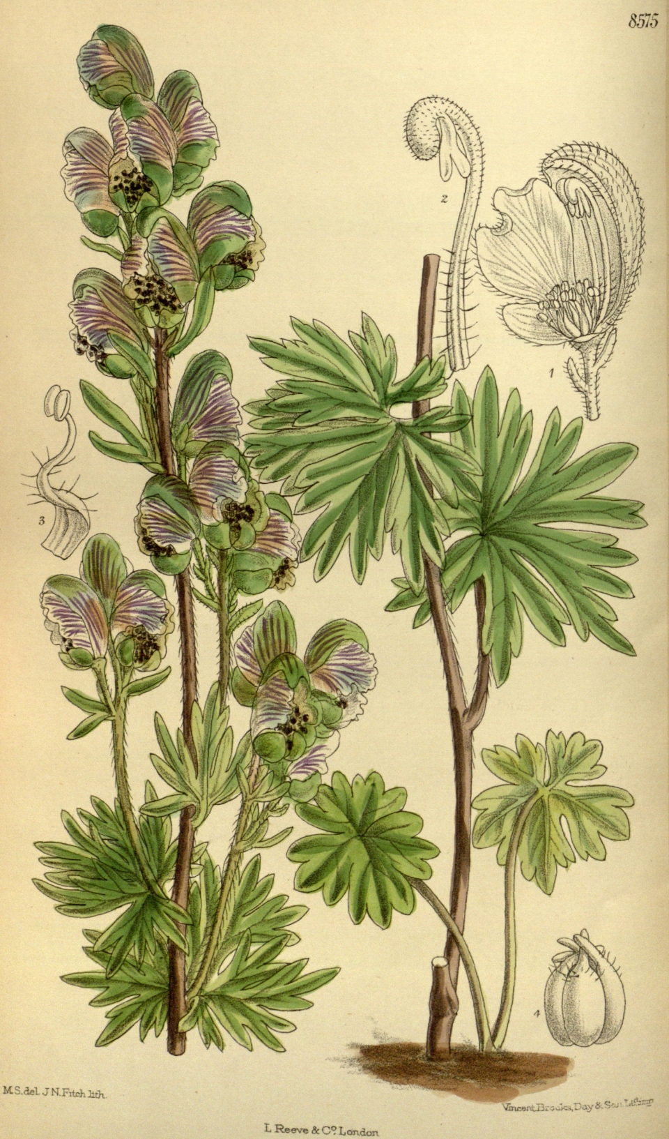 Aconitum rotundifolium