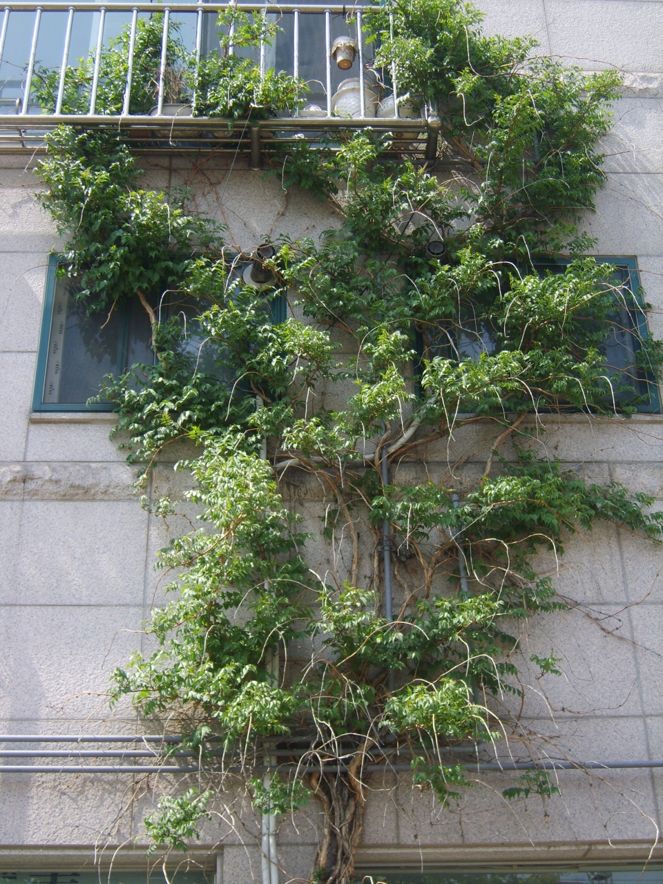 Campsis grandiflora