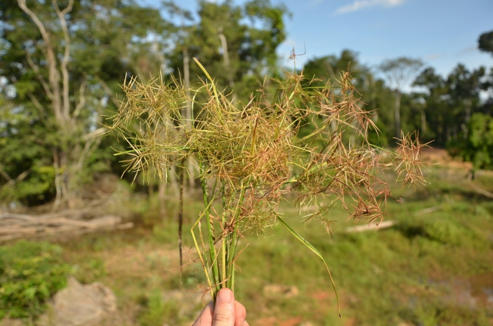 Cyperus distans