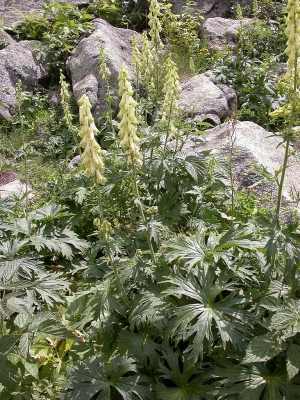 Aconitum vulparia