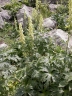 Aconitum vulparia