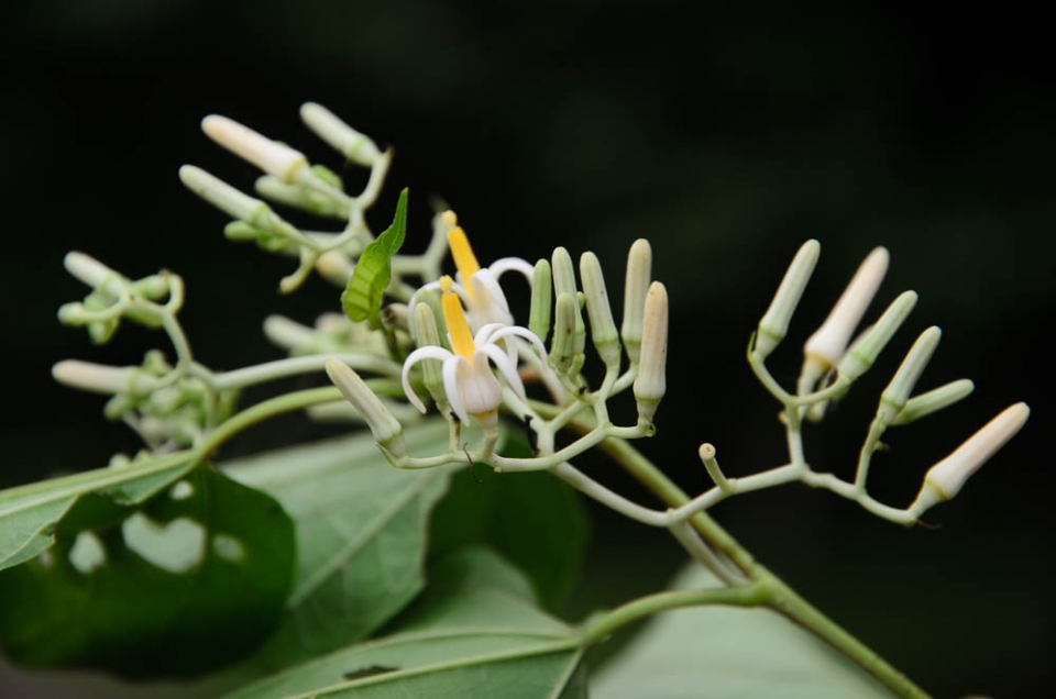 Alangium chinense