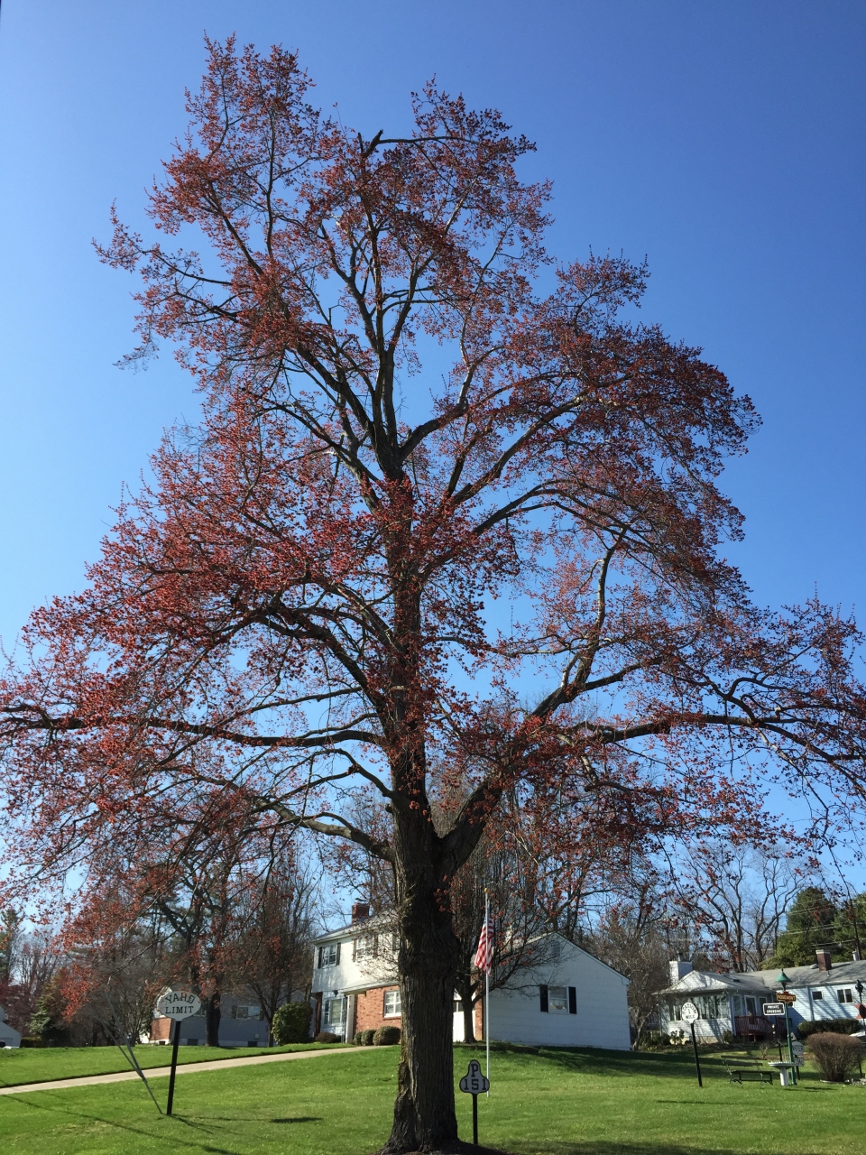 Acer rubrum