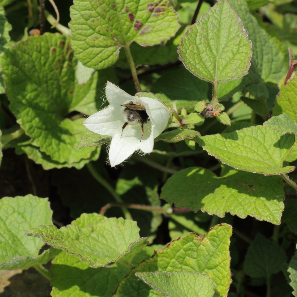 Campanula alliariifolia