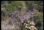 Thysanotus tuberosus