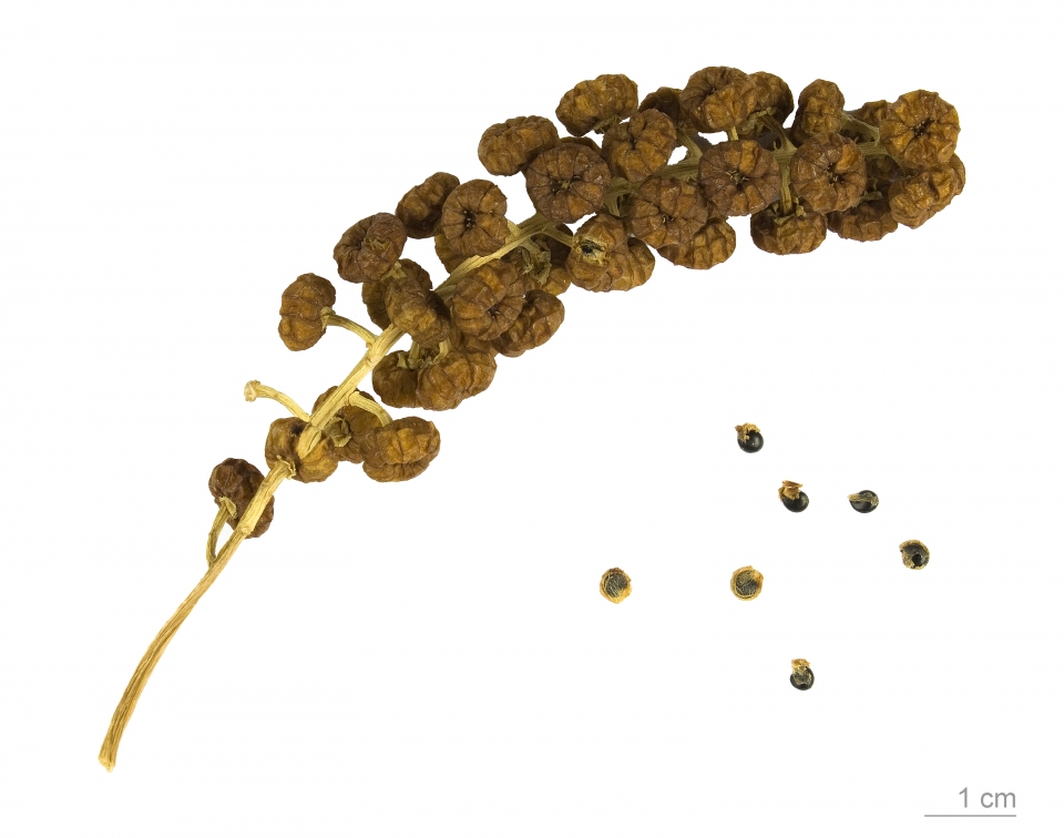 Phytolacca dioica