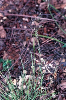 Eragrostis pilosa