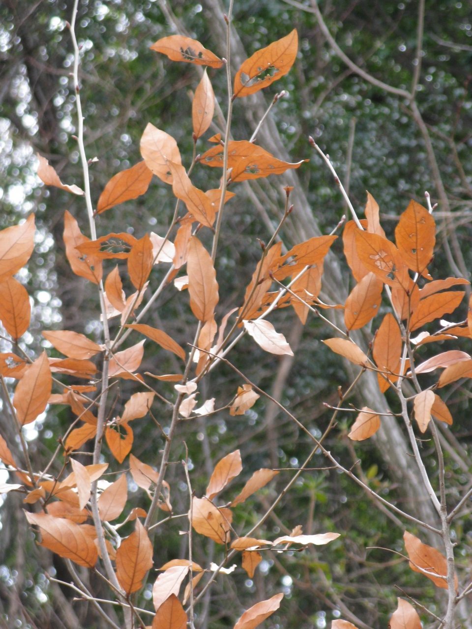 Lindera glauca