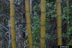 Phyllostachys aurea