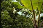 Musa acuminata