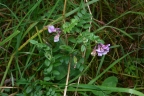 Vicia sepium