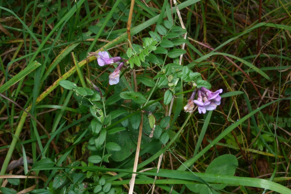Vicia sepium